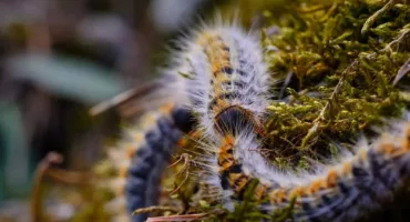 Chenilles processionnaires
