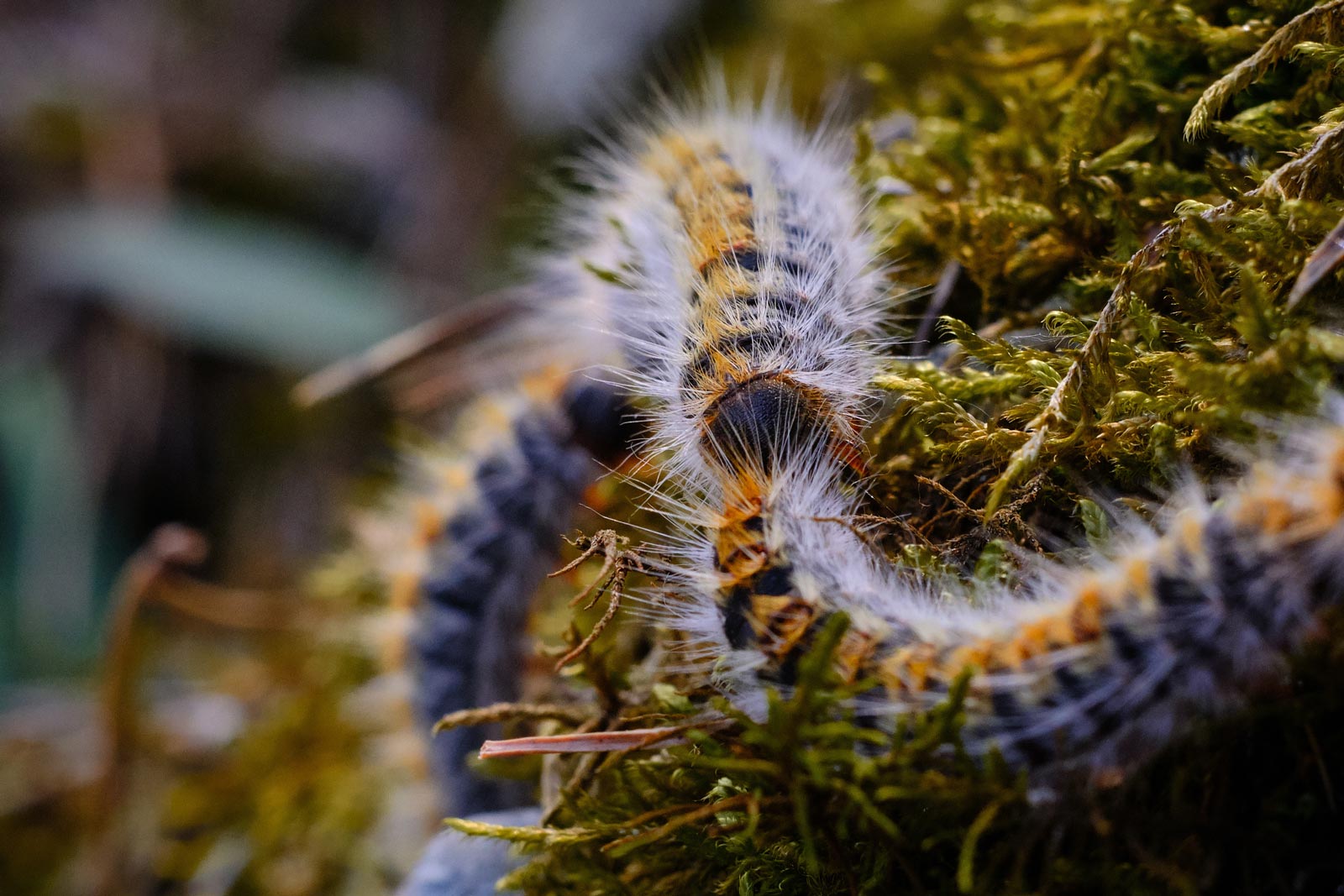 Chenille processionnaire