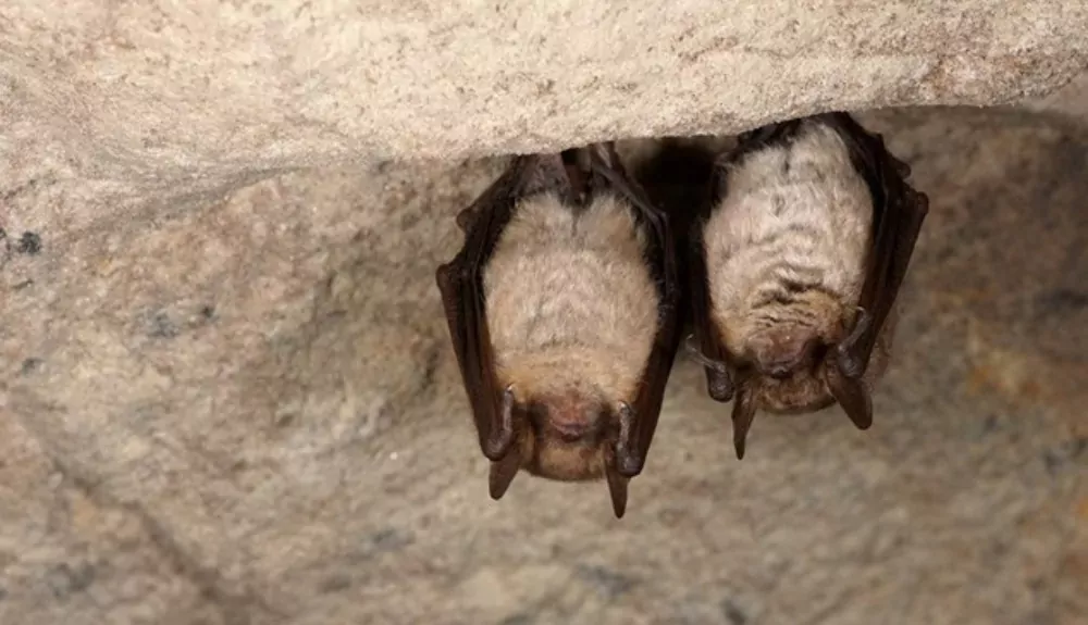Conférence chauves-souris