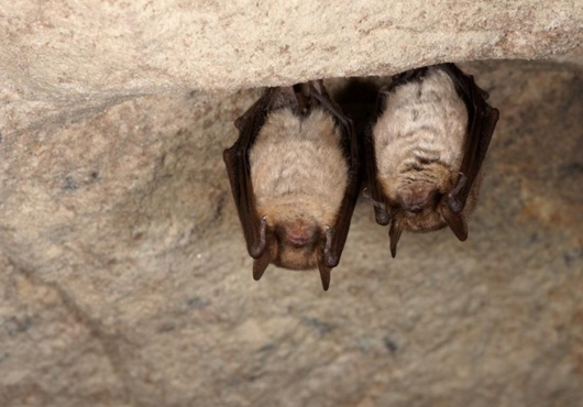 Conférence chauves-souris